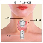 甲状腺の構造と働き